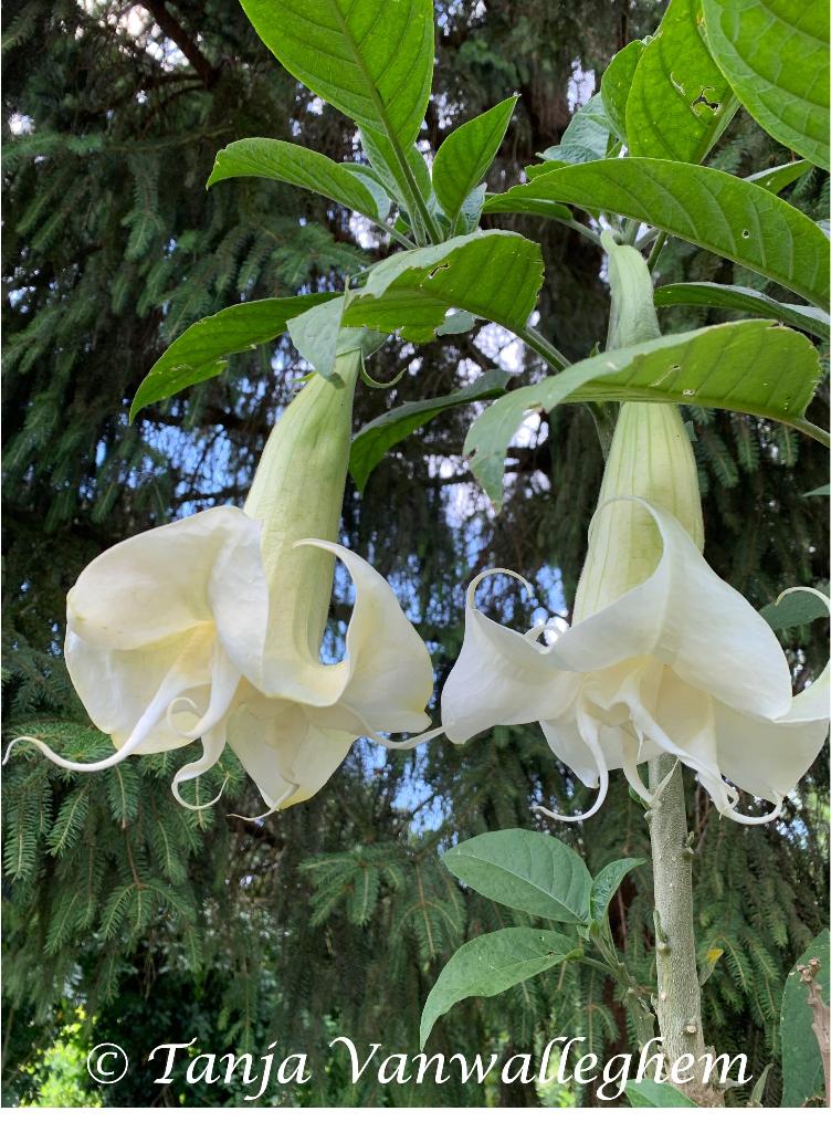 Angels Love Brugmansia planten (Dubbelbloemig), Autres espèces, Plein soleil, Été, Enlèvement