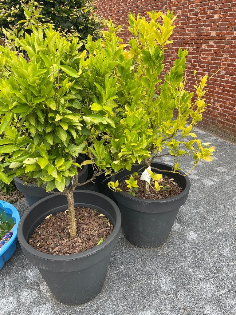 3 citroenenbomen te koop, Ophalen, Lente, Volle zon, In pot