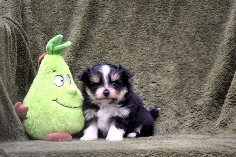 Prachtige Boomer pupjes, Petit, Plusieurs, Hépatite contagieuse (maladie de Rubarth), Belgique