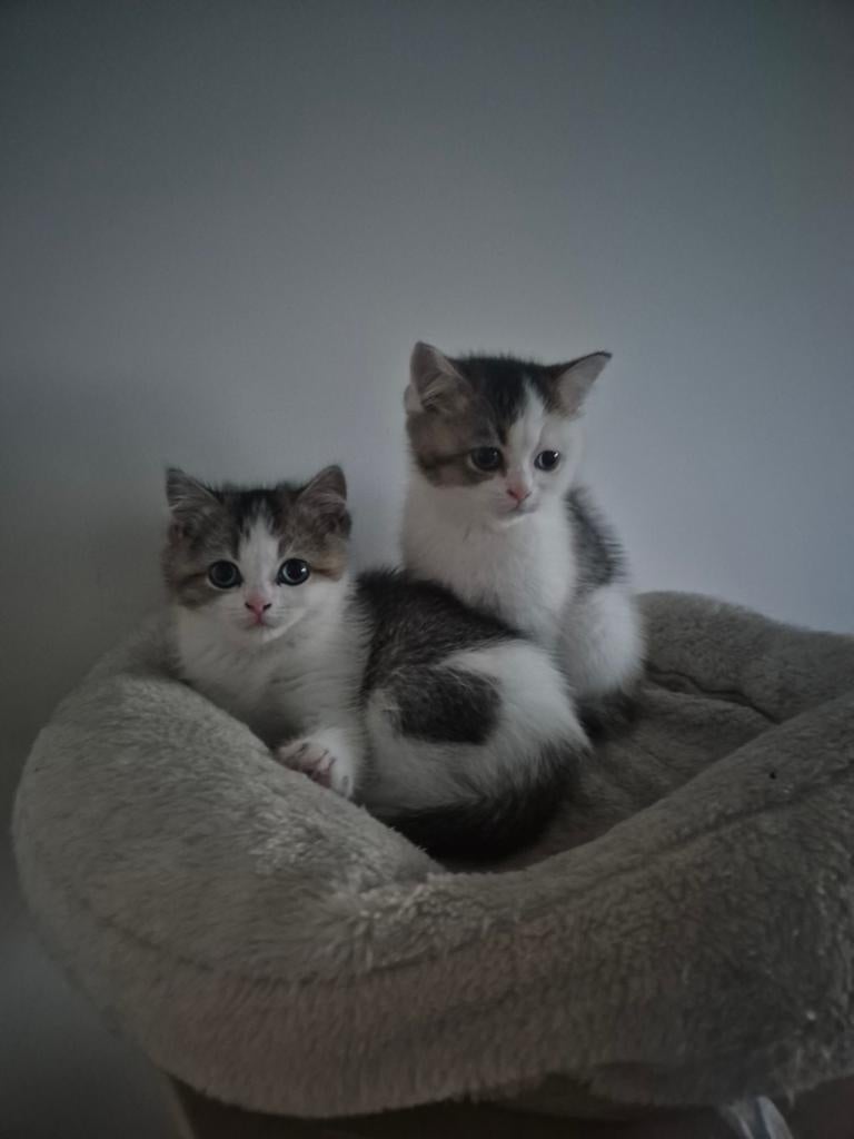 Britse korthaar bicolor, Plusieurs animaux, Vermifugé, 0 à 2 ans