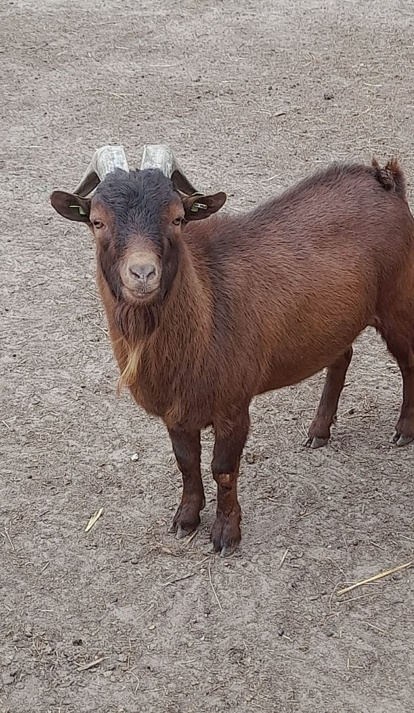"Colin van 't kruisemhofke", Mâle, Chèvre, 3 à 5 ans