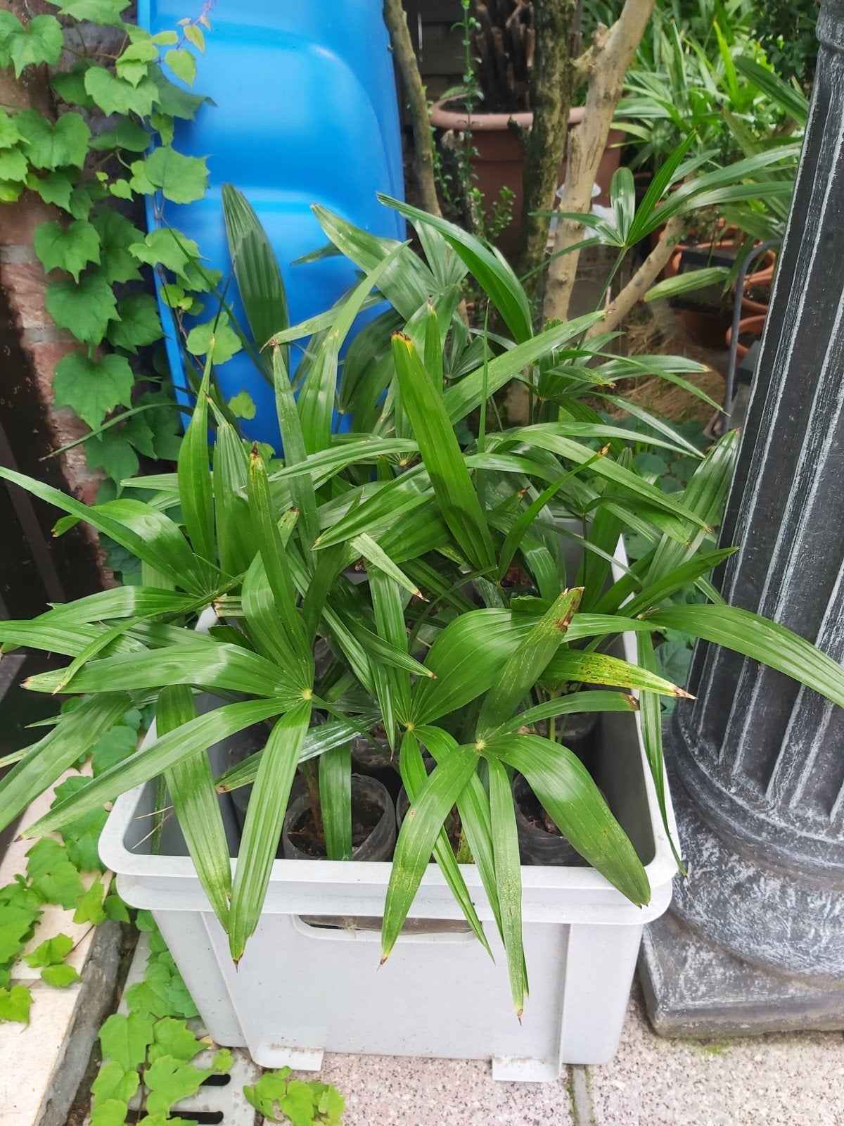palmboompjes trachycarpus fortunei, Volle zon, Vaste plant, Bloeit niet, Ophalen