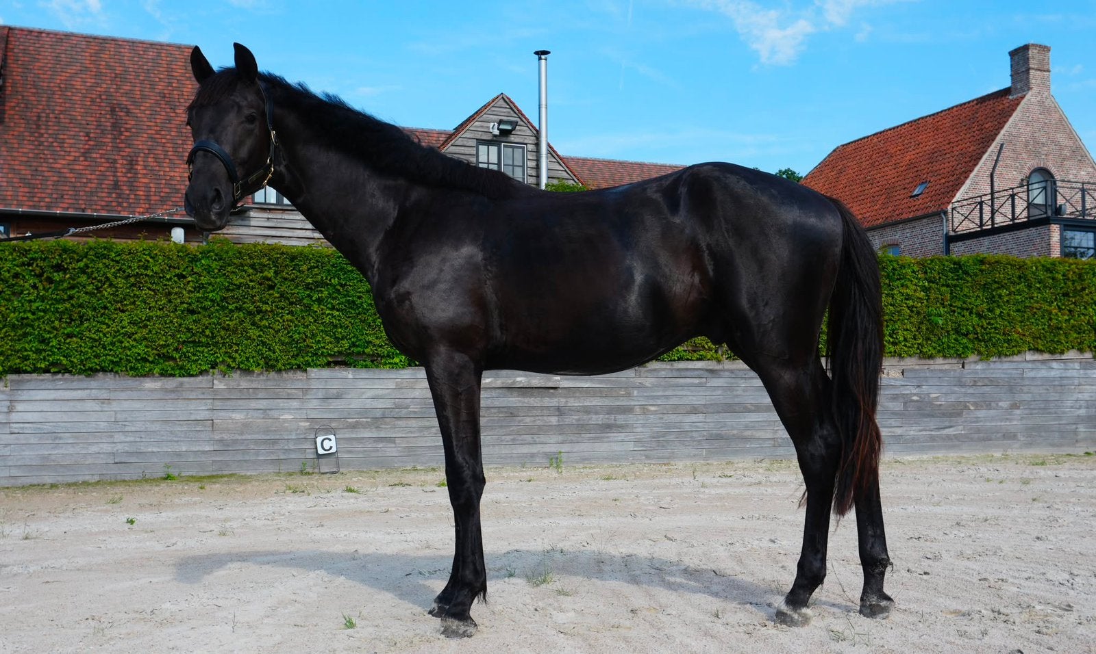 Étalon de dressage KWPN 2m Glamdale, Vacciné