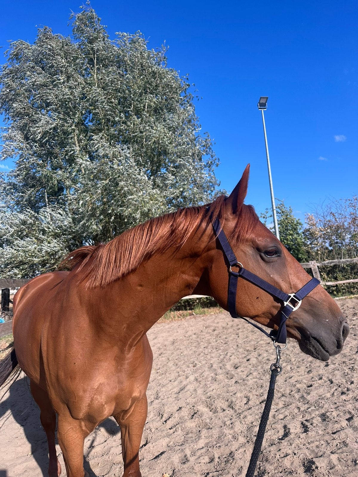 Trusardi paard te koop, Hongre