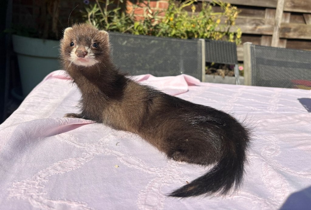 Zeer lief fretje, Maart, Fret, Tam