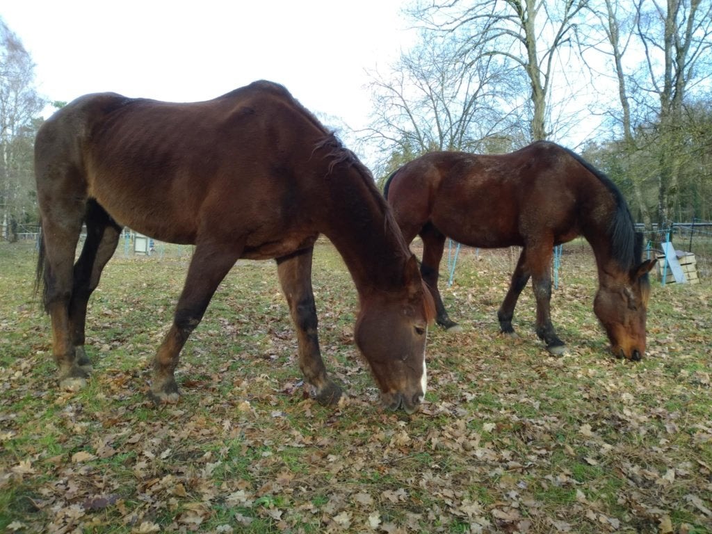 te huur gezocht: paardenweide met (schuil)stal