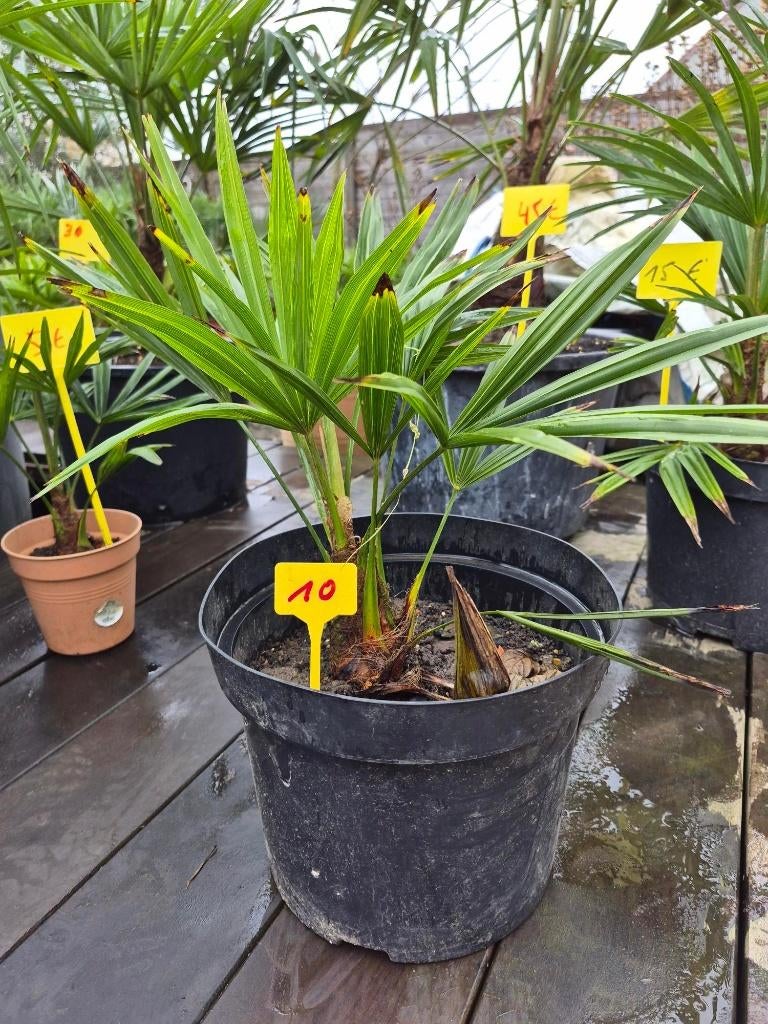 palm Trachycarpus Wagnerianus x Fortunei (stam 5cm-45cm), Ne fleurit pas, Plein soleil, Enlèvement, Palmier