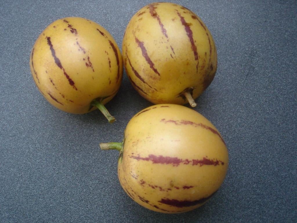 Pepinozaden (Meloenpeer), Tuin en Terras, Ophalen of Verzenden, Winter