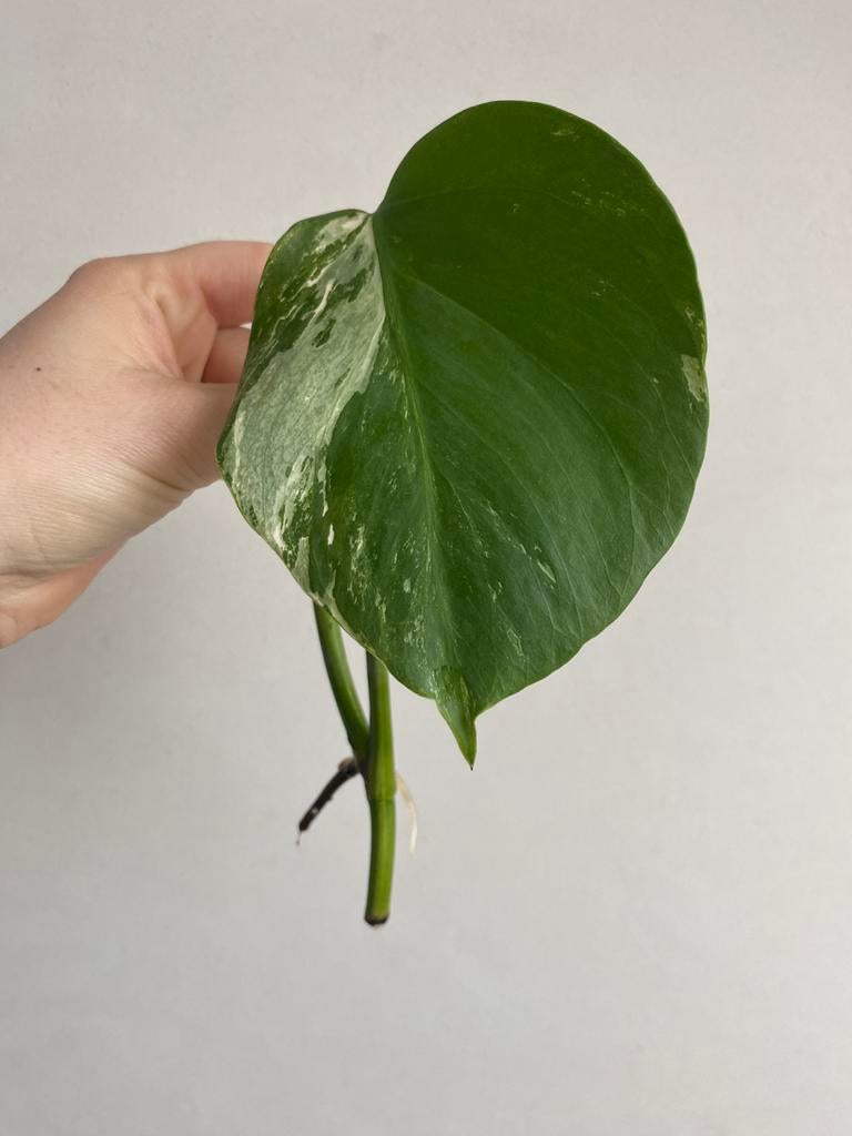 Monstera albo deliciosa #2, Huis en Inrichting, Kamerplanten, Ophalen of Verzenden