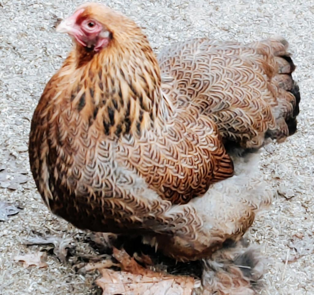 Brahma Kriel Patrijs Meervoudig gezoomd, Dieren en Toebehoren, Pluimvee