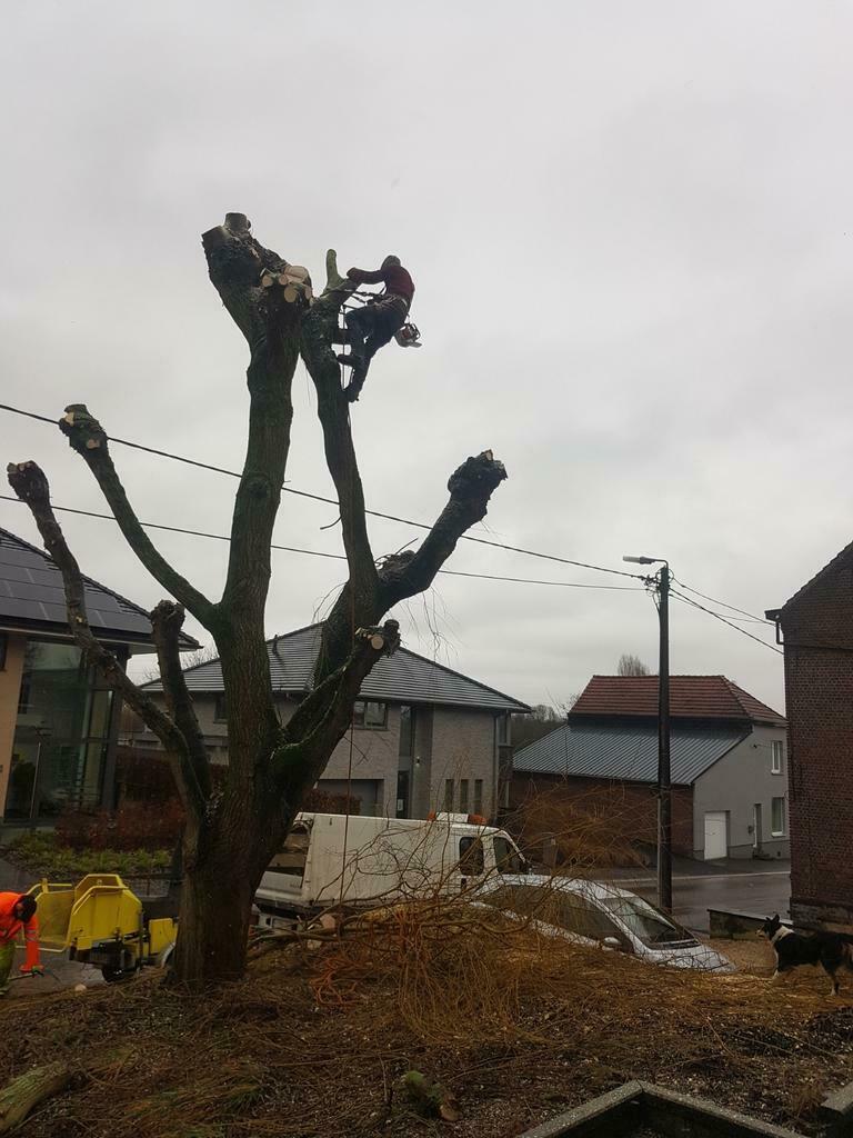 Vellen , snoeien sparren, bomen, Diensten en Vakmensen