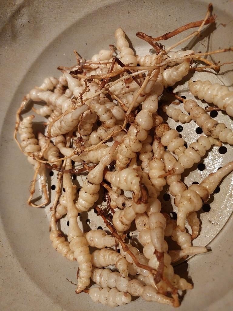 Crosne (Japanse andoorn) - plantgoed, Tuin en Terras, Ophalen