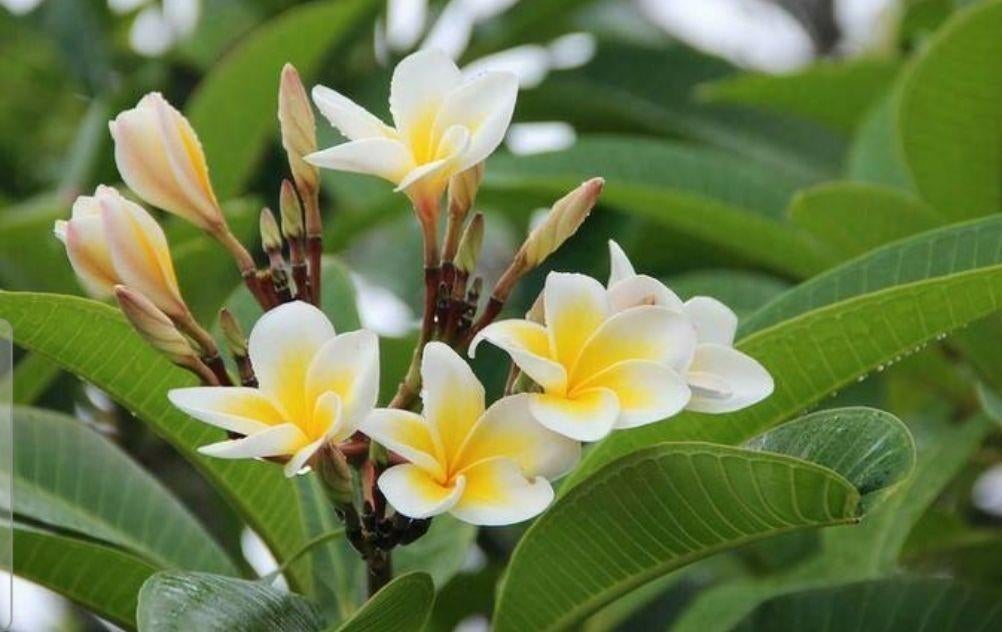 Plumeria Rubra ( frangipani plant), Tuin en Terras, Planten | Tuinplanten, Volle zon, Ophalen of Verzenden