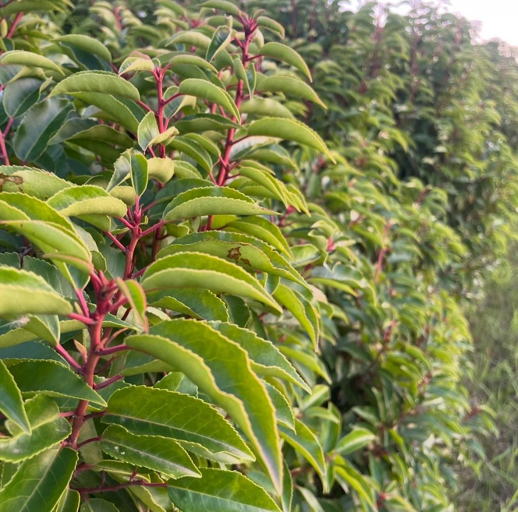 Portugese Laurier., Jardin & Terrasse, Plantes | Arbustes & Haies, Arbuste, Laurier, Enlèvement