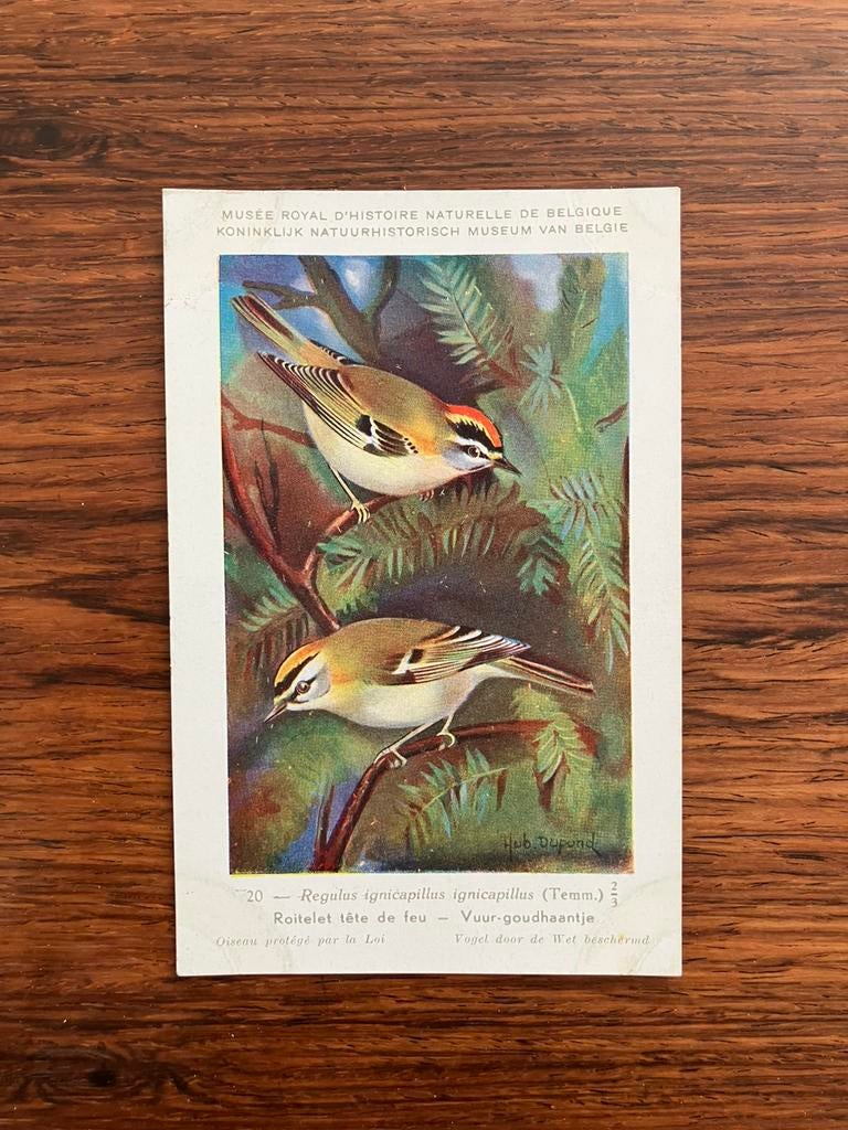 Vogels der Belgische Fauna Nr. 20 vuur-goudhaantje, Collections, Cartes postales | Animaux, Enlèvement ou Envoi, 1940 à 1960, Non affranchie