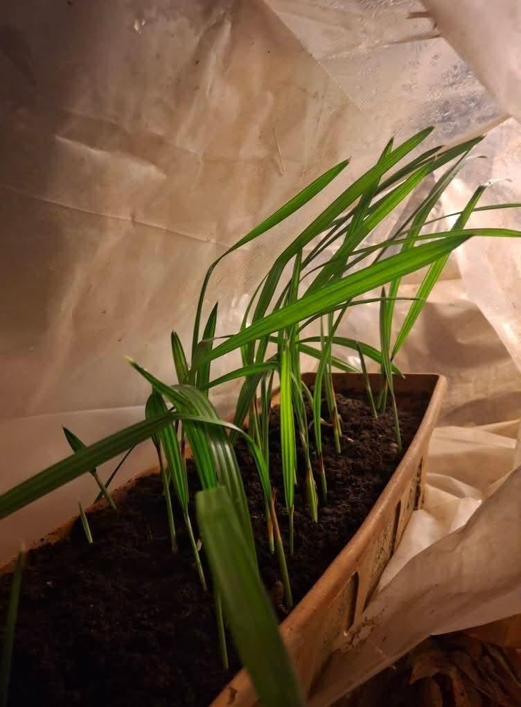 Phoenix dactylifera, dadelpalm, Ophalen