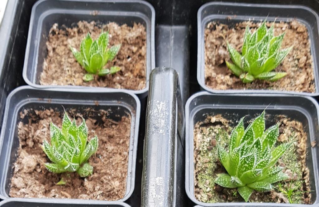 2 Haworthia-soorten – makkelijke vetplanten, Ophalen of Verzenden, Vetplant
