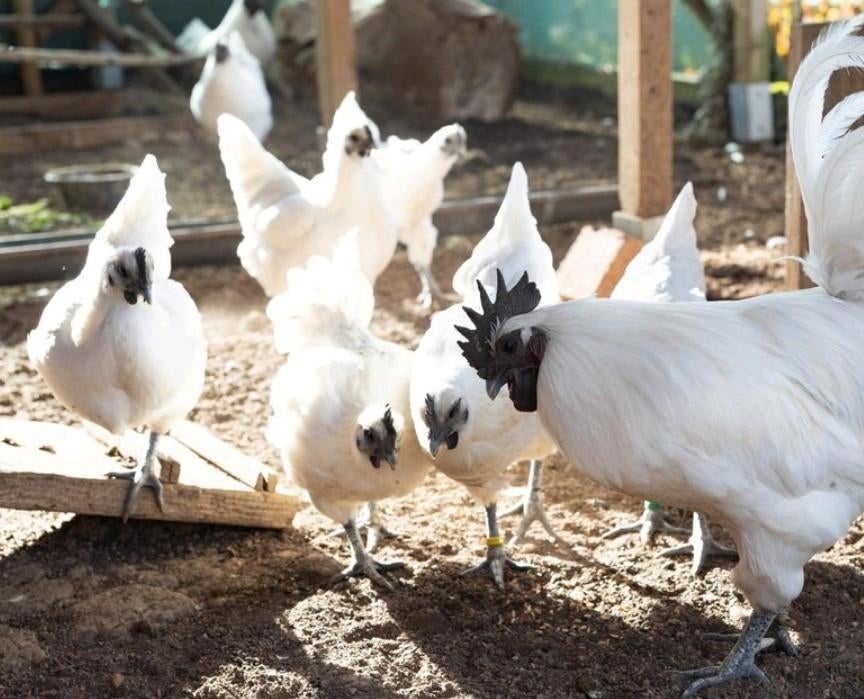 Gezocht broedei Ga h Mong wit, Dieren en Toebehoren, Pluimvee