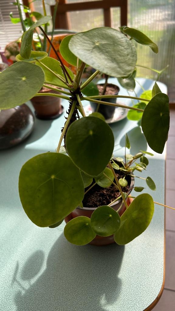 Pannenkoekenplant met 6 kleine baby plantjes, Huis en Inrichting, Kamerplanten, Bloeiende kamerplant, Ophalen of Verzenden, Halfschaduw