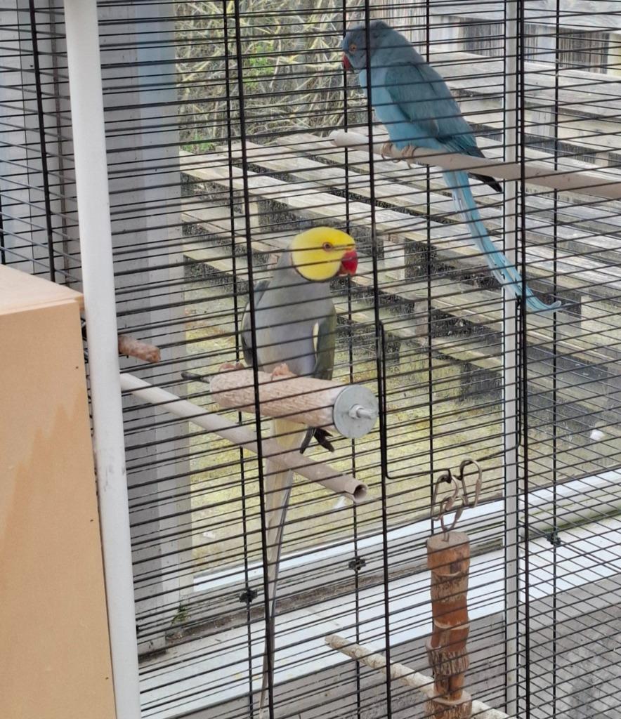 Koppel Halsbandparkieten van 2020, prijs 500€ samen., Dieren en Toebehoren, Vogels | Parkieten en Papegaaien, Meerdere dieren