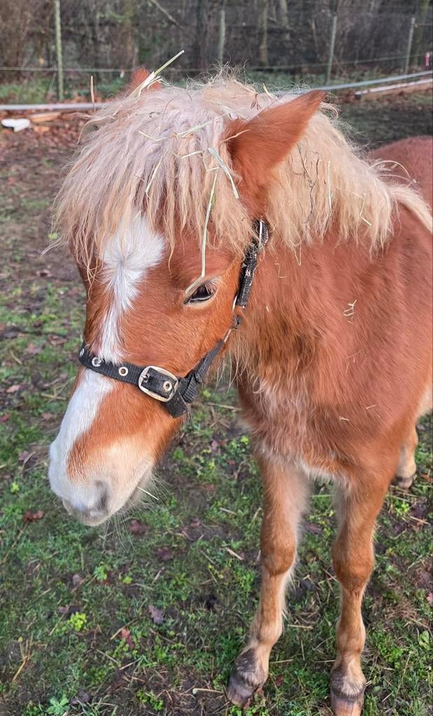 Dartmoor hengstje van mei 2025 prachtige verschijning, Dieren en Toebehoren, Met stamboom, Dressuurpony, 0 tot 2 jaar, Hengst
