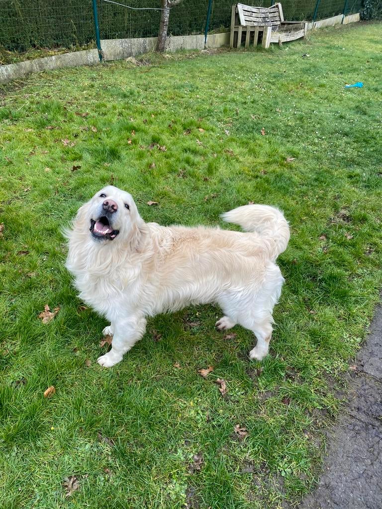 Golden retriever-hengst met stamboom voor de fokkerij, Golden retriever, Reu, CDV (hondenziekte), Eén hond