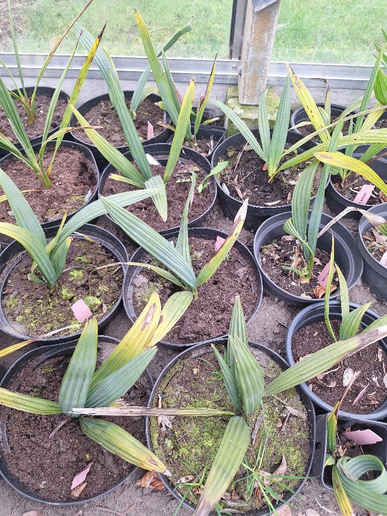 Sabal minor- Sabal riverside palmbomen, Jardin & Terrasse, Plantes | Arbres, Palmier, Moins de 100 cm, Plein soleil, Printemps