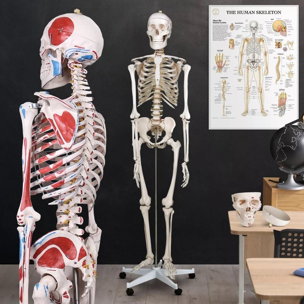 Skelet Anatomie model levensgroot met spier weergave poster, Diversen, Schoolbenodigdheden, Nieuw, Ophalen