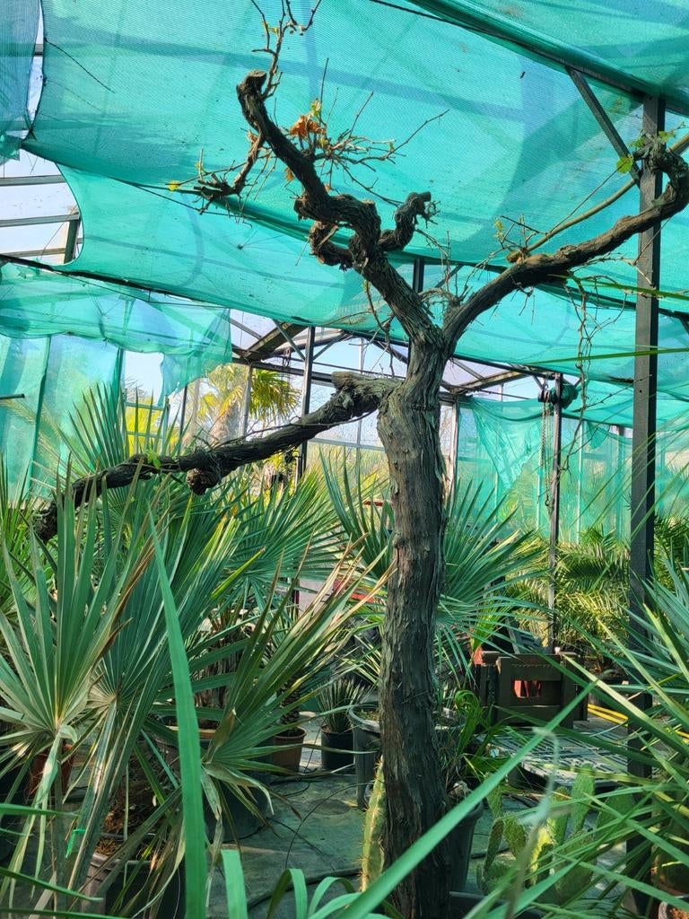 vitis, groene druif. 180/200 hoog, stamomtrek 55cm., Ophalen of Verzenden