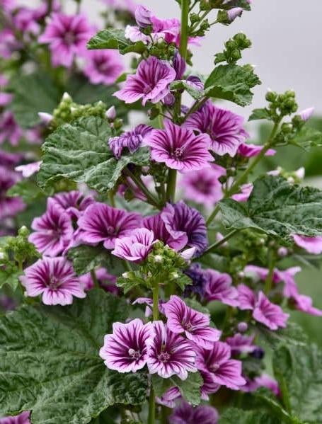 Récolte des graines de la belle plante de Malva 2025, Enlèvement ou Envoi, Toute l'année, Graine