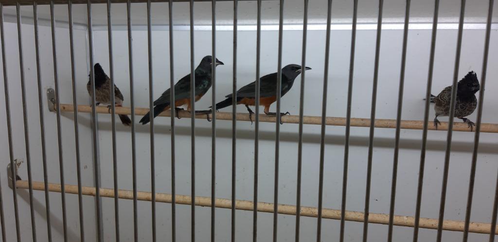 ÉTOURNEAU PULCHER - ÉTOURNEAU À VENTRE ROUGE, Mâle, Oiseau tropical, Domestique