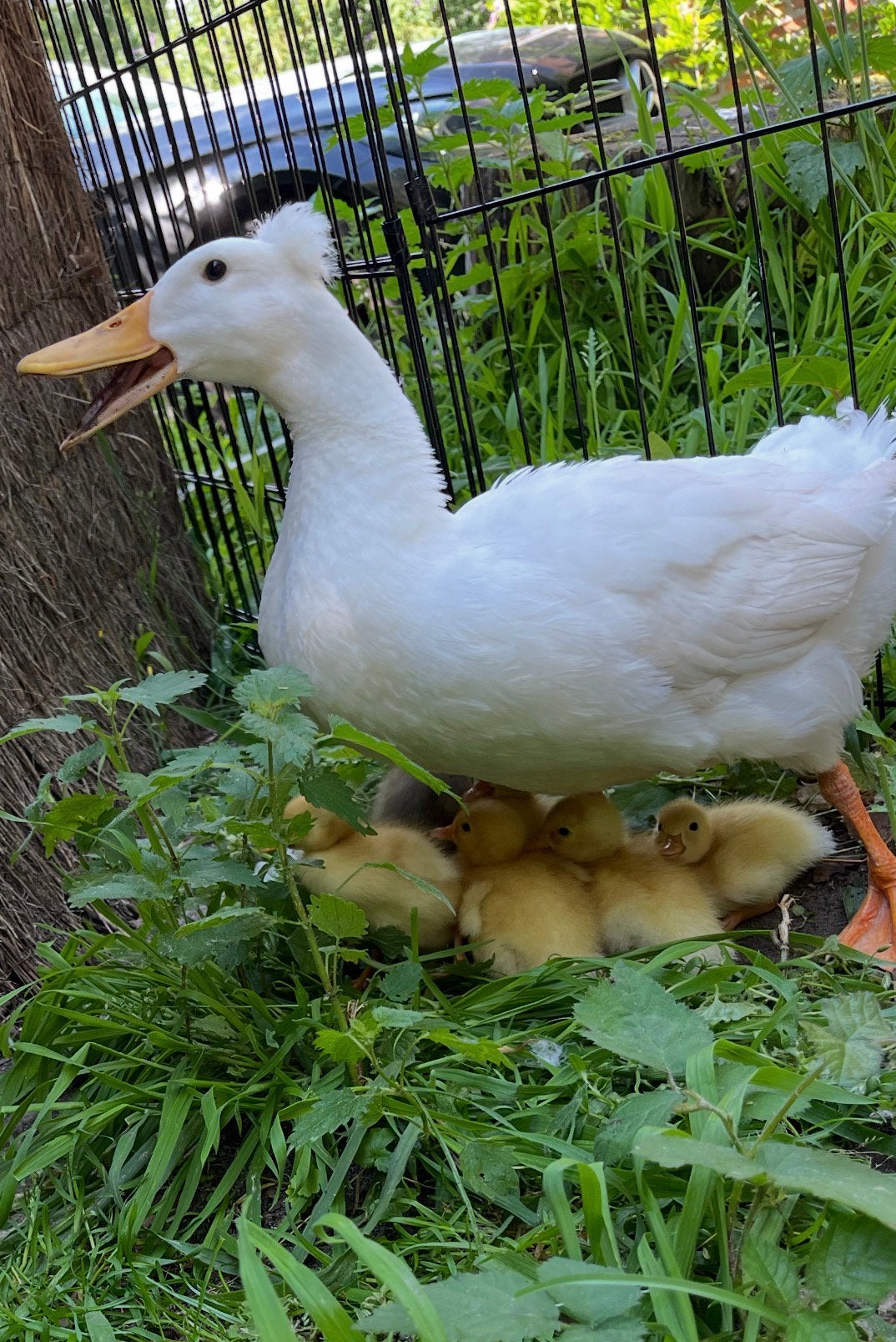 6 baby loopeendjes bijde ouders hebben een kuifje, Dieren en Toebehoren