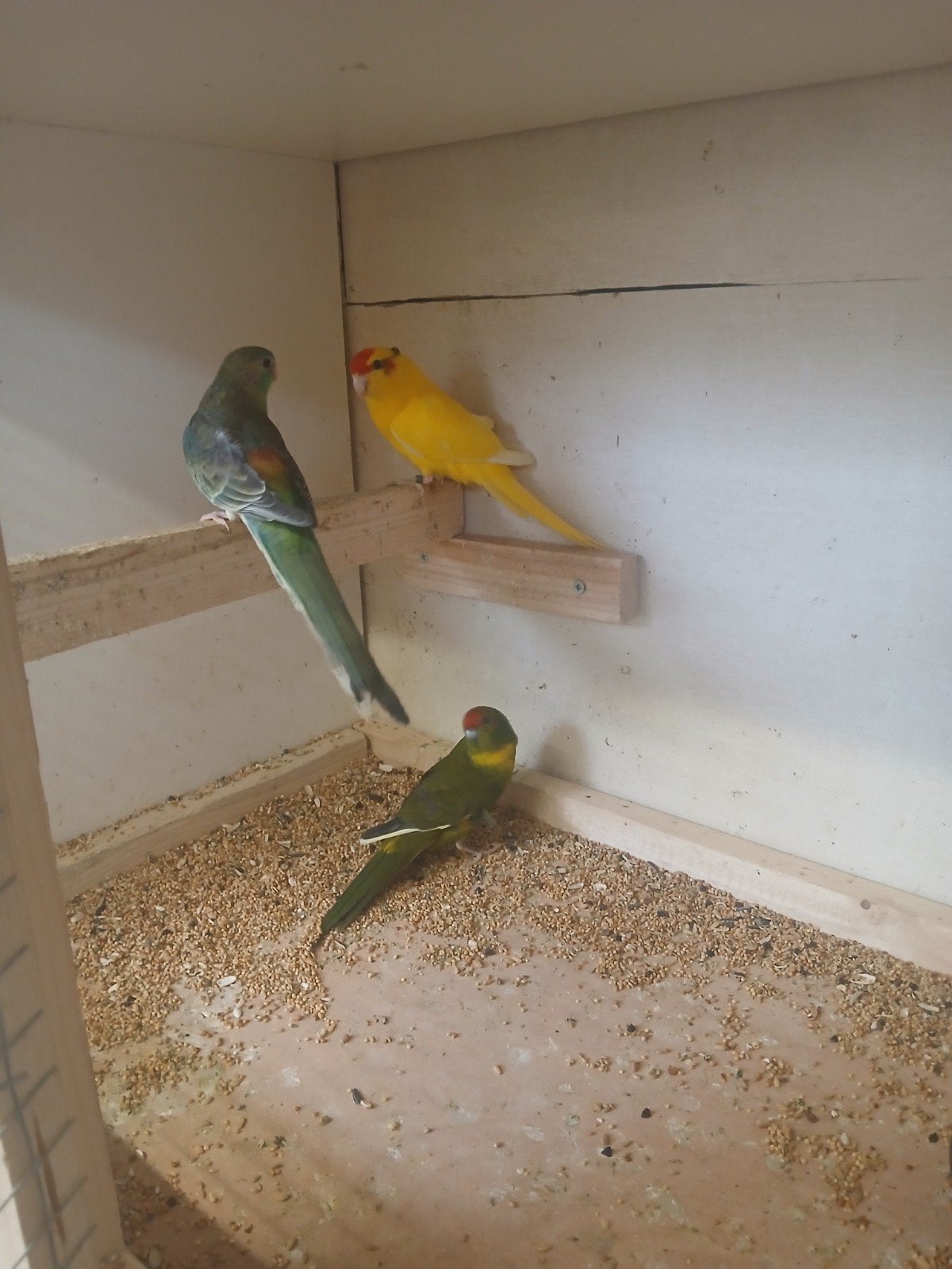 Kakariki  1 pop kakariki 1man  rootruggen  1pop, Dieren en Toebehoren, Vogels | Parkieten en Papegaaien