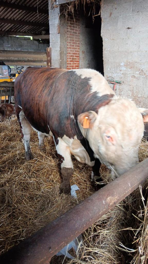 Hereford stier, Dieren en Toebehoren, Mannelijk, 3 tot 6 jaar