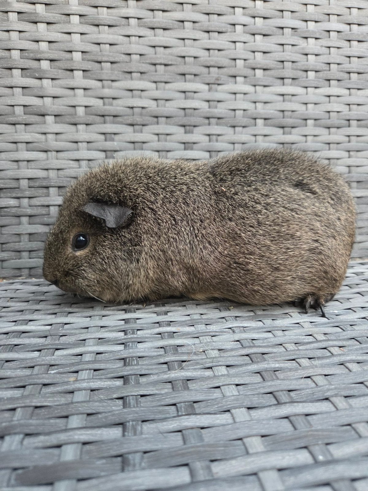 nederland lieve cavia zeug, Domestique, Cobaye, Juillet, Femelle