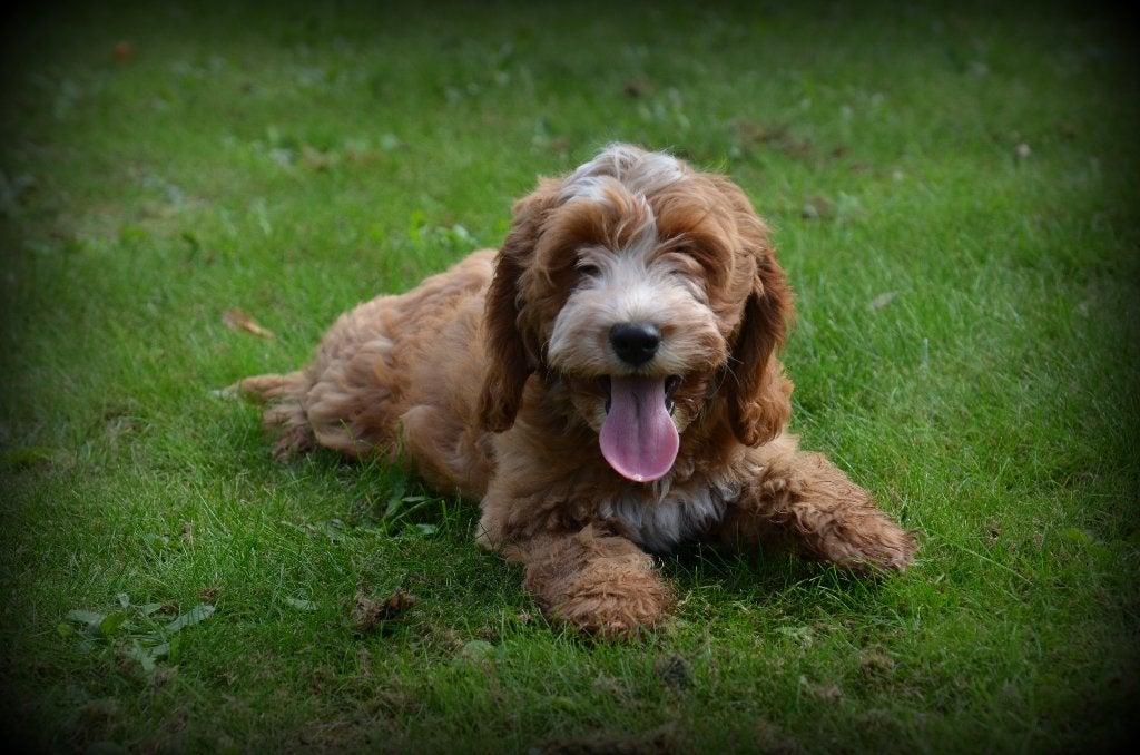 Chiots Cockapoo, Animaux & Accessoires, Chien (mâle), Maladie de Carré (chiens), Autres races, Belgique