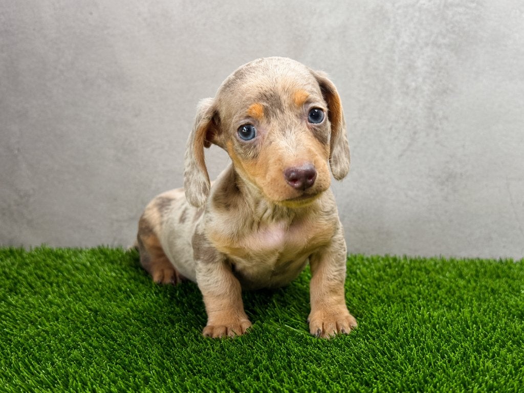 Dwergteckel isabella merle tan uit eigen fok, Poils courts, Maladie de Carré (chiens), Chienne, Belgique
