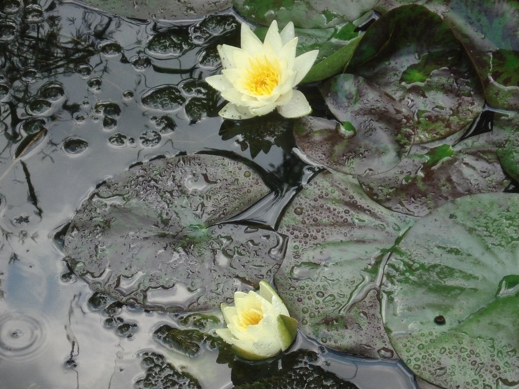 gele waterlelies (2 stuks) (Nymphaea), Tuin en Terras, Ophalen