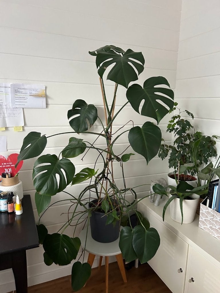 Monstera-plant, Huis en Inrichting, Ophalen, In pot, 100 tot 150 cm