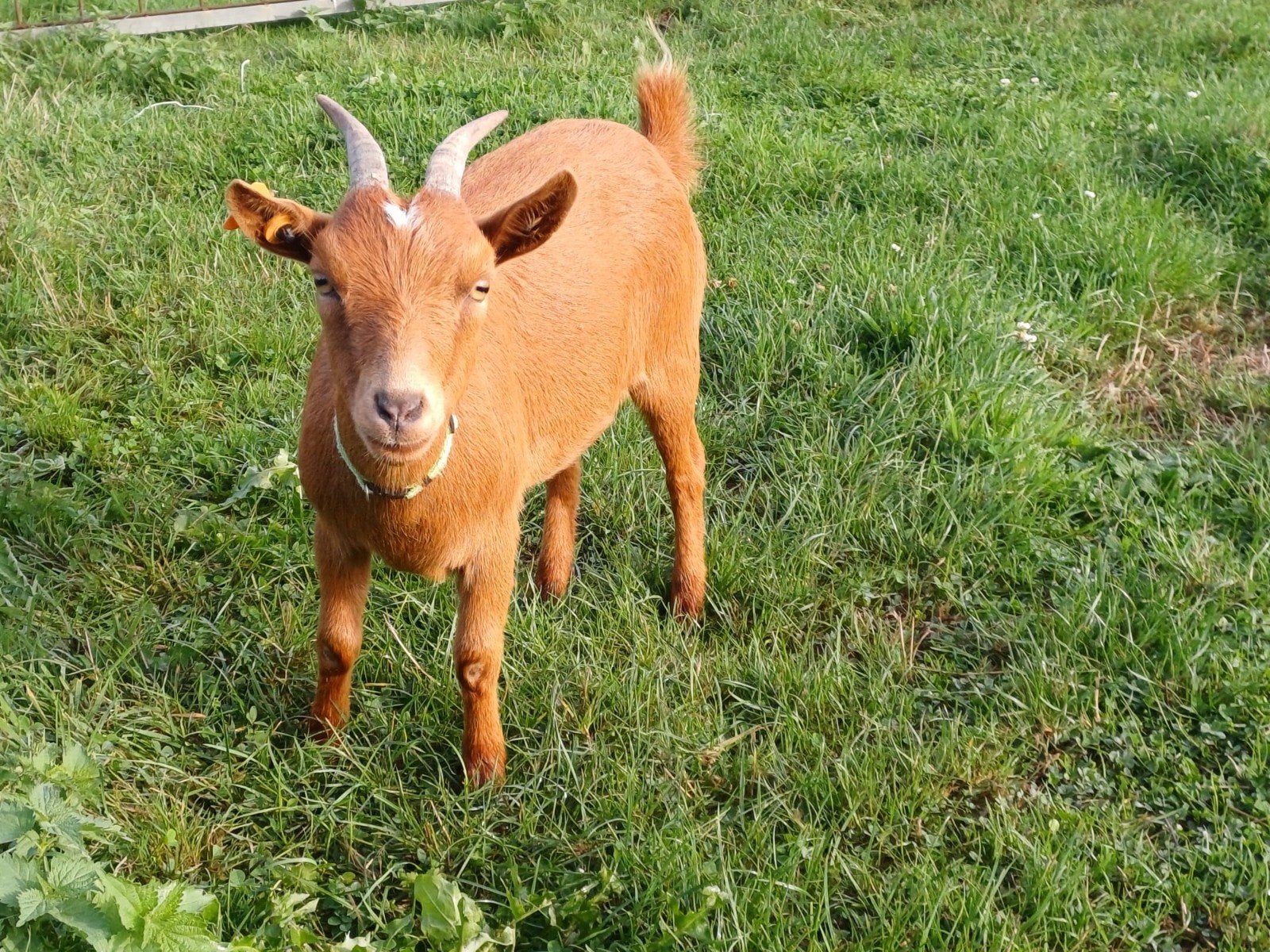 bergeitje mieke 2 jaar, Dieren en Toebehoren
