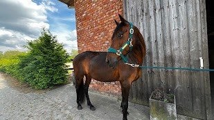 Brave PRE allround merrie, Dieren en Toebehoren, Merrie, B, 160 tot 165 cm, 11 jaar of ouder