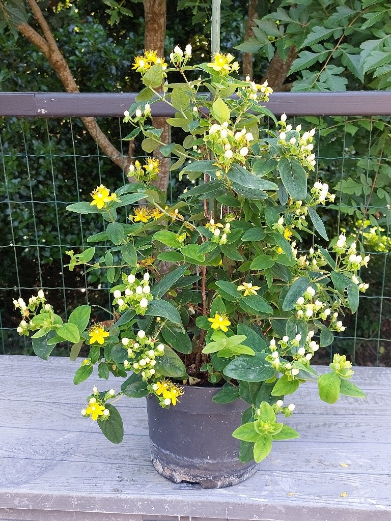 Hypericum, Jardin & Terrasse, Plantes | Arbustes & Haies, Enlèvement, Autres espèces, Arbuste, Moins de 100 cm