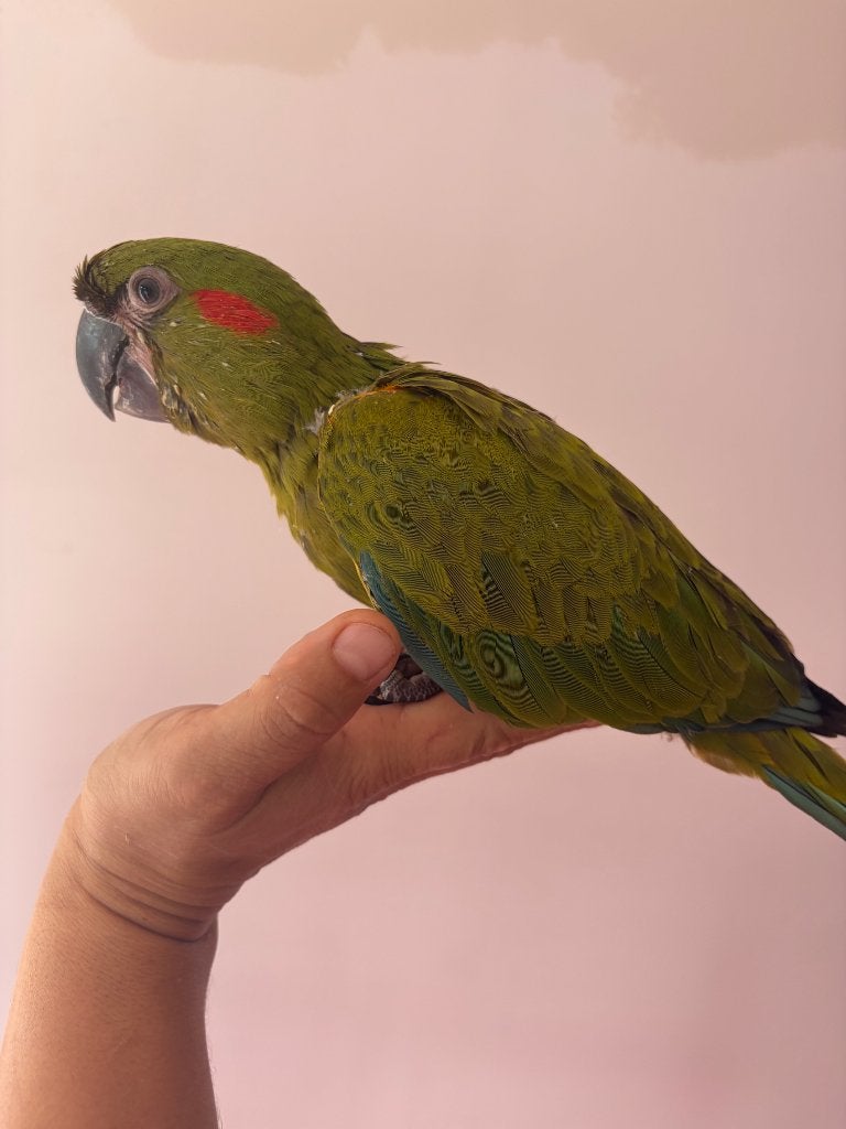 Ara rubrogenys, Femelle, Perroquet, Parleur
