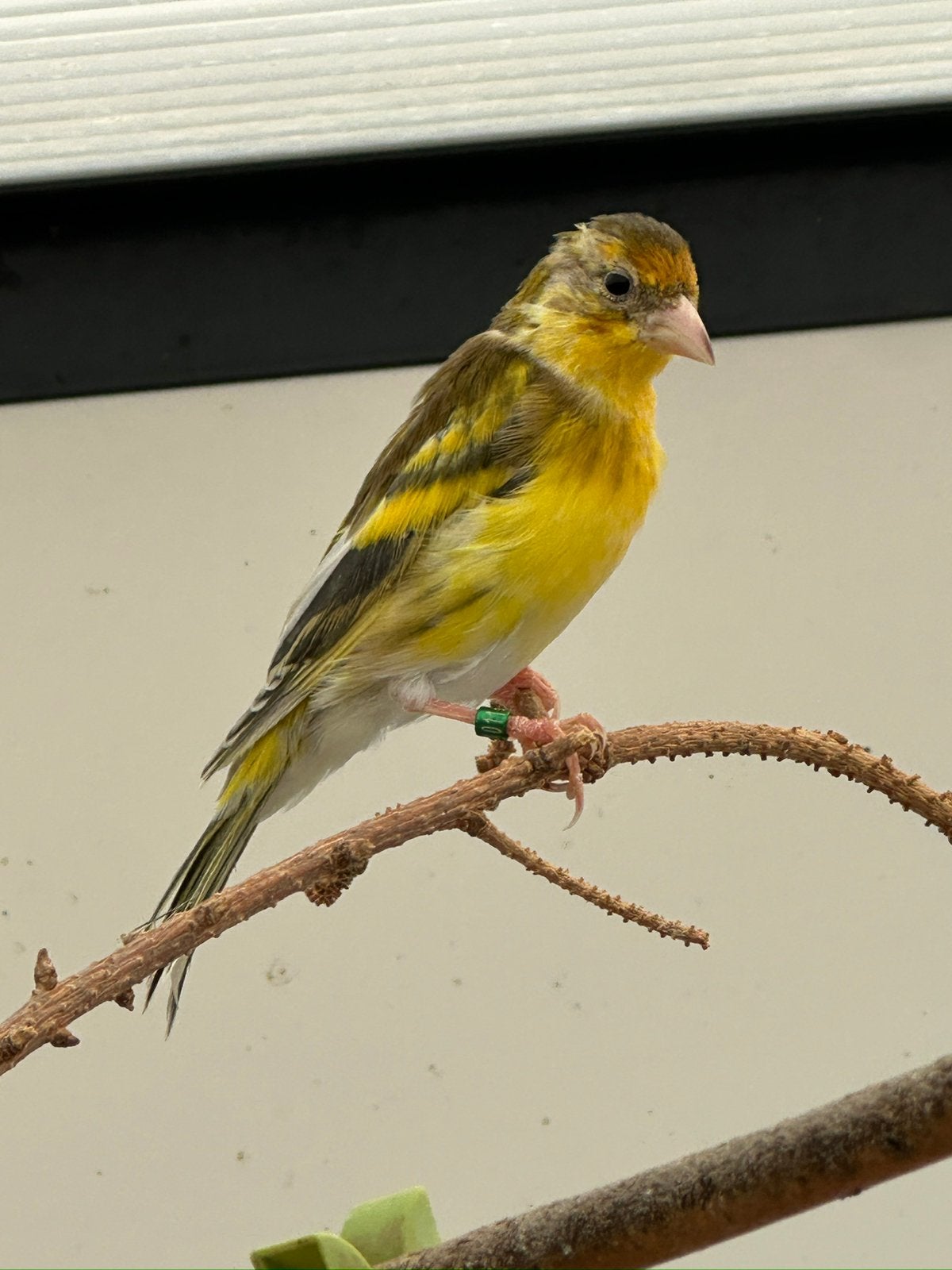 Bont/ jaspis Putter bastaard man, Dieren en Toebehoren, Mannelijk, Wildzangvogel, Geringd