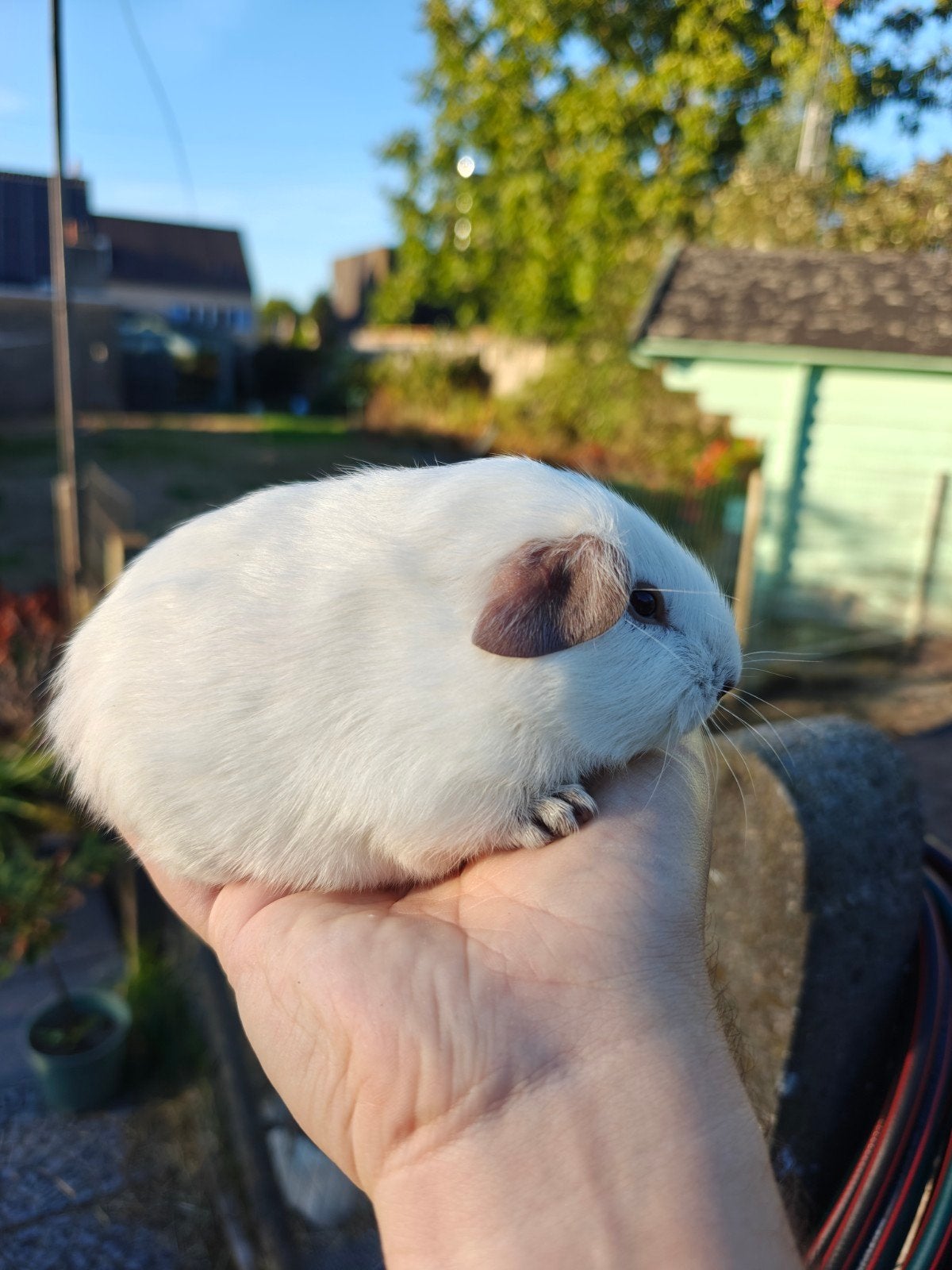 Jong cavia beertie kans op california, Animaux & Accessoires, Rongeurs, Août, Mâle, Cobaye