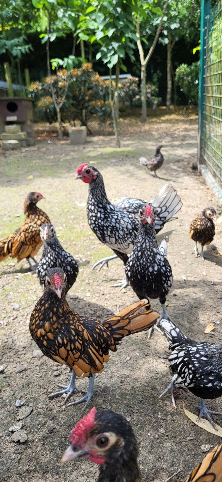 Gratis haantjes sebright, Dieren en Toebehoren