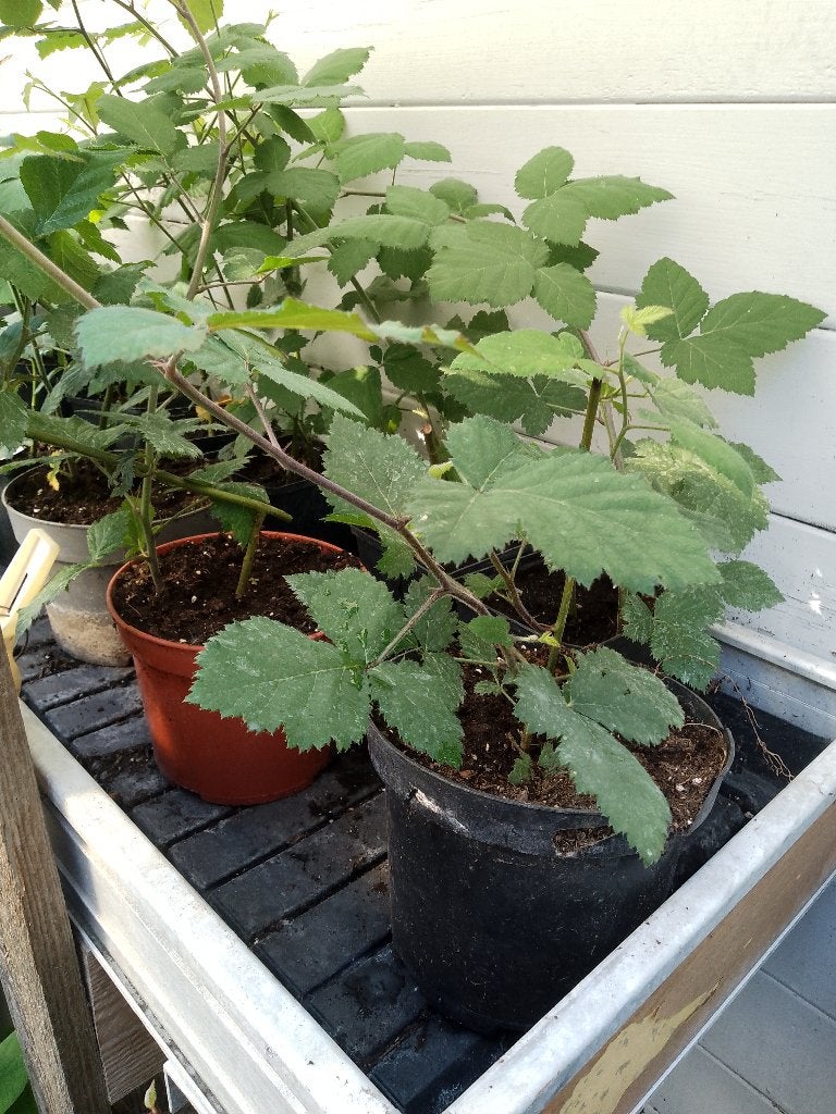 doornloze braambes, Tuin en Terras, Ophalen