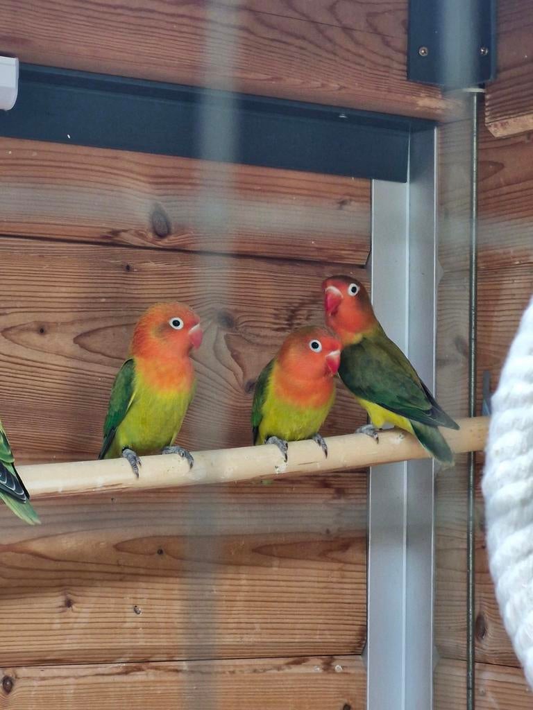 Agapornis Fischeri, Geslacht onbekend, Dwergpapegaai of Agapornis, Geringd