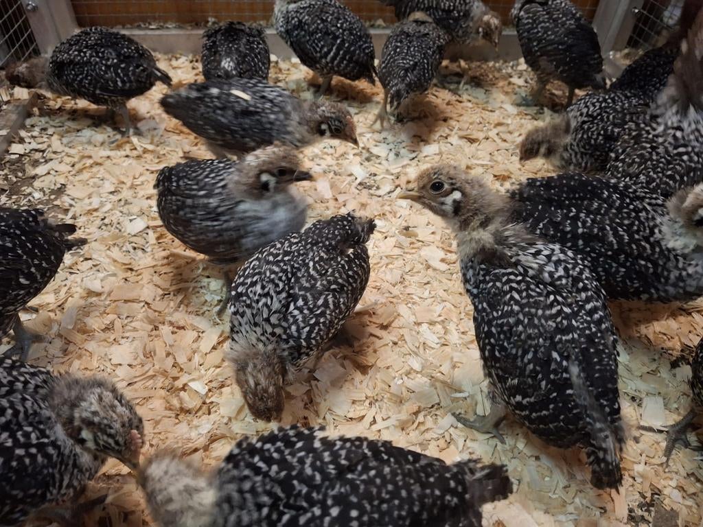 Jeunes coqs de Silver Braine âgés de 1 mois., Mâle, Poule ou poulet