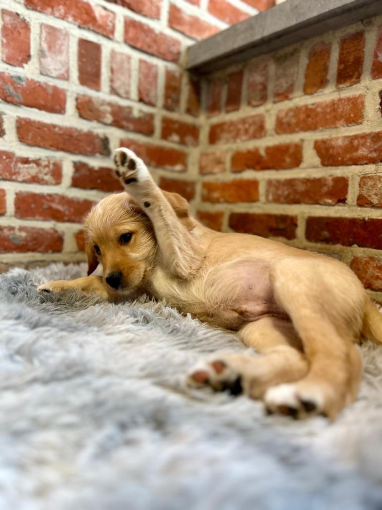 Leuke labradoodle pups f1 (medium), Dieren en Toebehoren, Honden | Retrievers, Spaniëls en Waterhonden, Parvo, België, 8 tot 15 weken